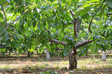 cherry in a plantation