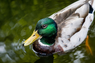 Close up Ente im Teich