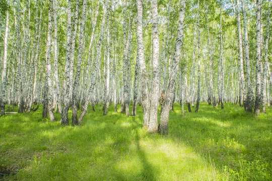 Fototapeta summer birch forest