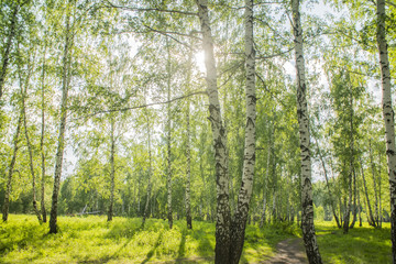 Obraz premium summer birch forest