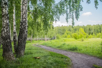 Schilderijen op glas zomer berkenbos © de Art