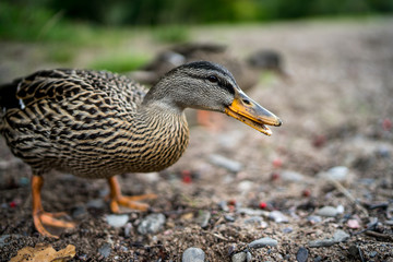 mallard