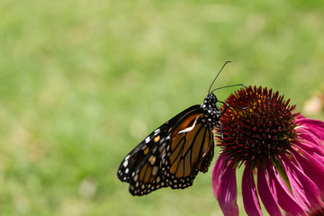 Fototapeta na wymiar butterfly on coneflower