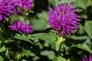 Beebalm purple