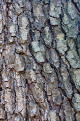 Embossed texture of brown bark of tree, background. Detail natural wood