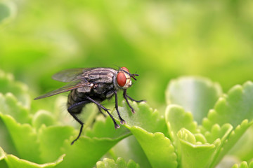 closeup of flies