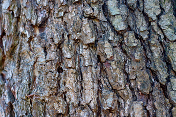 Embossed texture of brown bark of tree, background. Detail natural wood
