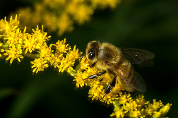 bee