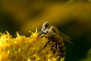bee