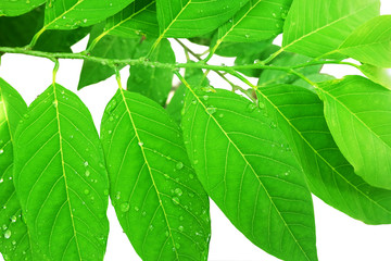 Fototapeta premium Water drops on the leaves on white background