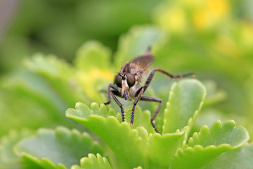 insects