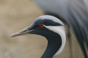 Demoiselle crane head side view