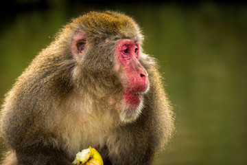 Fototapeta premium Macaque eating appel 