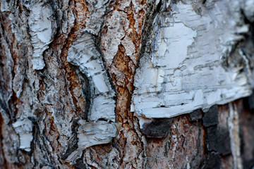 Embossed texture of brown bark of tree, background. Detail natural wood