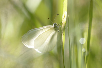 White butterfly sitting on a plant stem in front of a blurred background