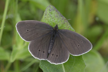 Butterfly brown,Satyrinae, sitting on a green leaf