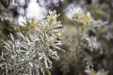 gotas de agua en un árbol