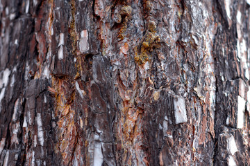 Embossed texture of brown bark of tree, background. Detail natural wood