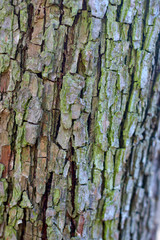 Embossed texture of brown bark of tree, background. Detail natural wood