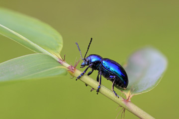 purple leaf beetle