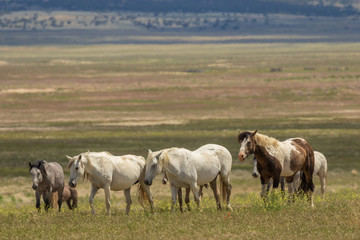Naklejka na ściany i meble Herd of Wild Horses in Utah in Summer