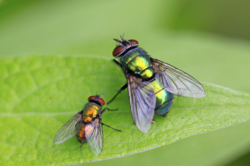 Calliphora erythrocephala