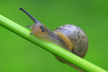 snail