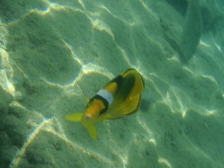 Fototapeta na wymiar neugieriger Fisch