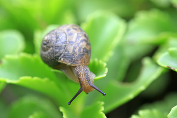 snail
