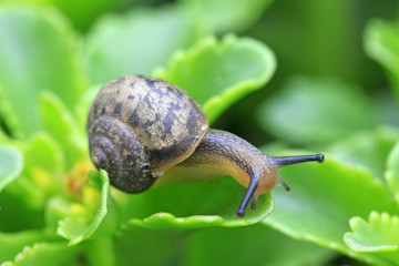 snail