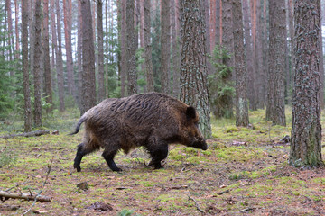 Wild boar