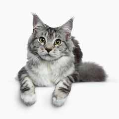 Pretty young adult black silver tabby Maine Coon cat laying down isolated on white background,...