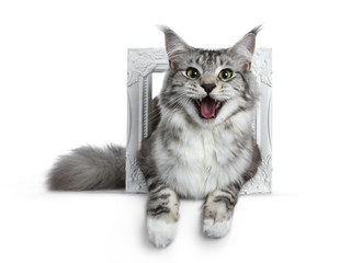 Pretty smiling young adult black silver tabby Maine Coon cat laying in a white photo frame isolated...