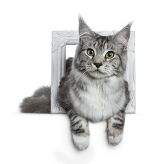 Pretty young adult black silver tabby Maine Coon cat laying in a white photo frame isolated on white background, looking at the lens with paws over edge