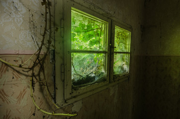 fenster mit gruen von der natur