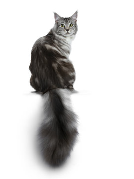 Pretty young adult black silver tabby Maine Coon cat sitting backwards on white background, looking over shoulder at the lens with big fluffy tail hanging over edge