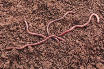 Close up of earth worms in healthy earth.