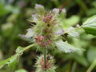 Herbstimpressionen Thaya Karlstein