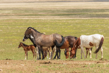 Obraz na płótnie Canvas Herd of Wild Horses in Utah in Summer