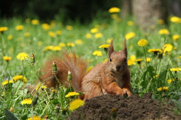 Red squirrel (Sciurus vulgaris)