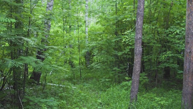 Inside The Dense Summer Green Forest