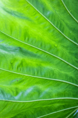 Creative tropical leaves background. Minimal summer concept. Flat lay.