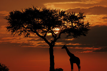 Acacia tree, sunset and giraffes silhouette in Maasai Mara National Reserve, Kenya, South Africa. 