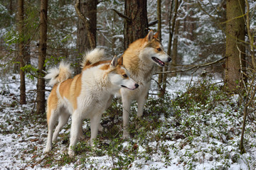 Hunting with Laikas