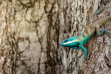 blue chameleon in tropical area on the tree
