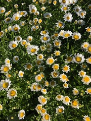 Beautiful chamomile field in the village summer  