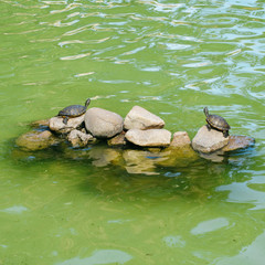 Fototapeta na wymiar Two turtles on a pond in Cascais, Portugal