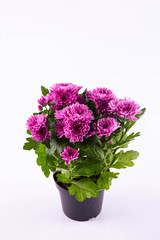  A violet chrysanthemum in a pot