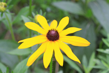 rudbeckia flowers