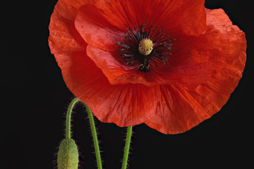 Red poppy flower and bud. Large depth of field.